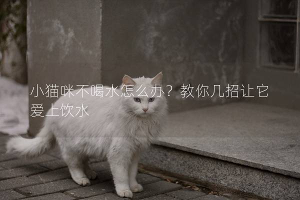 小猫咪不喝水怎么办？教你几招让它爱上饮水