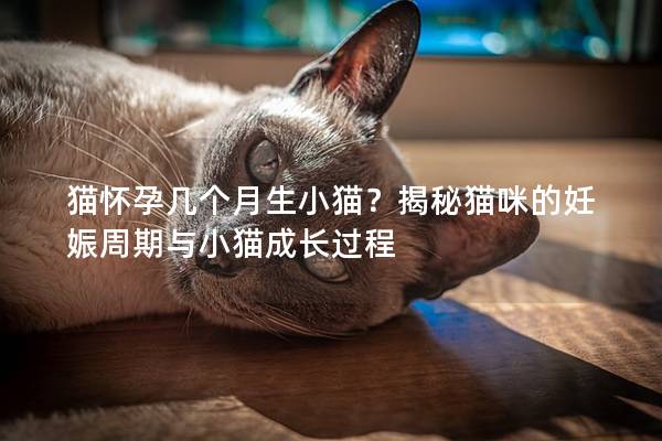 猫怀孕几个月生小猫？揭秘猫咪的妊娠周期与小猫成长过程