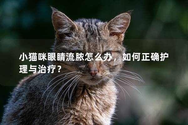 小猫咪眼睛流脓怎么办，如何正确护理与治疗？