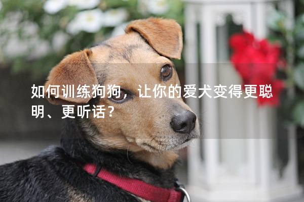 如何训练狗狗，让你的爱犬变得更聪明、更听话？