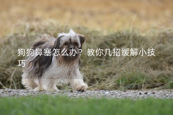 狗狗鼻塞怎么办？教你几招缓解小技巧