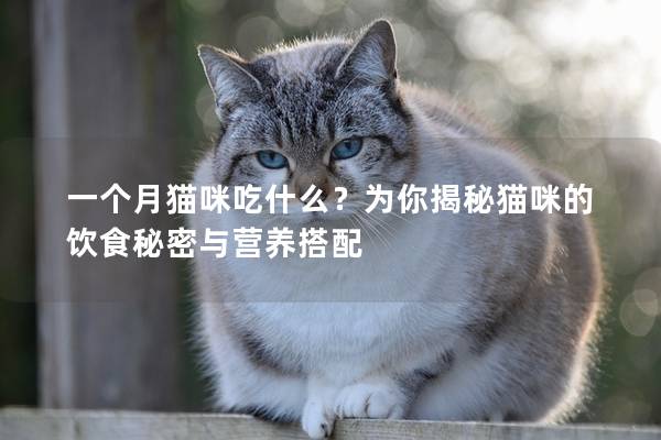 一个月猫咪吃什么？为你揭秘猫咪的饮食秘密与营养搭配