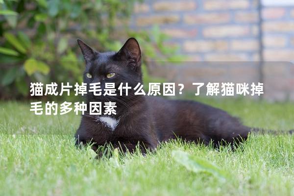 猫成片掉毛是什么原因？了解猫咪掉毛的多种因素