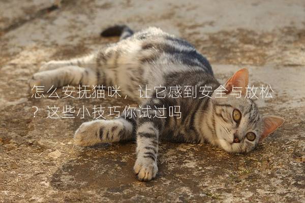 怎么安抚猫咪，让它感到安全与放松？这些小技巧你试过吗