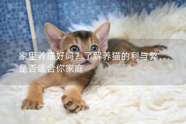 家里养猫好吗？了解养猫的利与弊，是否适合你家庭