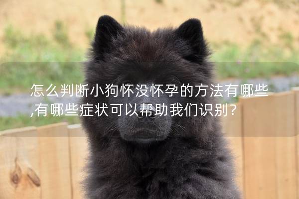 怎么判断小狗怀没怀孕的方法有哪些,有哪些症状可以帮助我们识别？