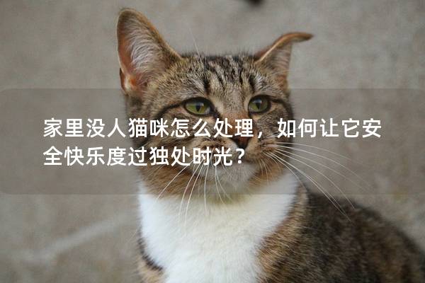 家里没人猫咪怎么处理，如何让它安全快乐度过独处时光？