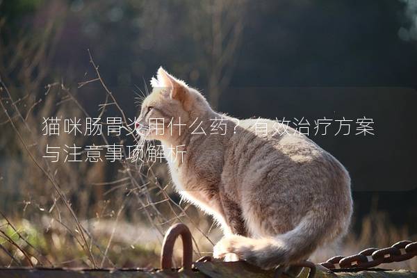 猫咪肠胃炎用什么药？有效治疗方案与注意事项解析