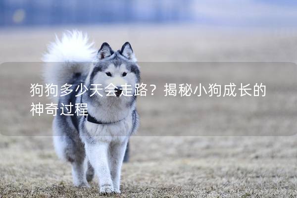 狗狗多少天会走路？揭秘小狗成长的神奇过程