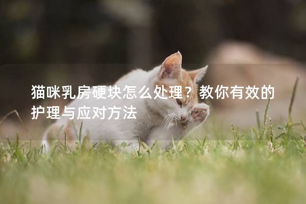 猫咪乳房硬块怎么处理？教你有效的护理与应对方法