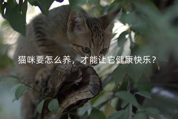 猫咪要怎么养，才能让它健康快乐？