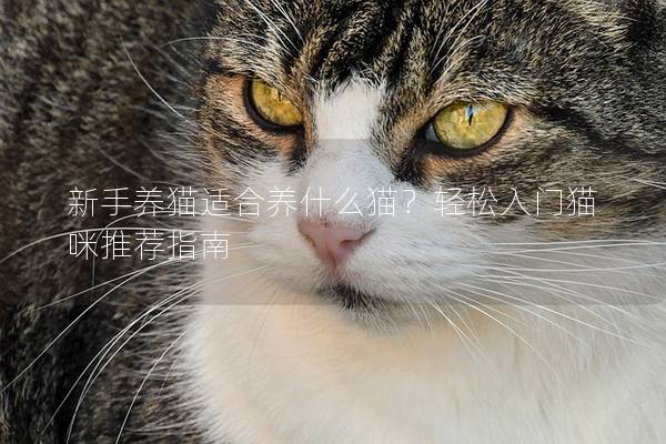 新手养猫适合养什么猫？轻松入门猫咪推荐指南