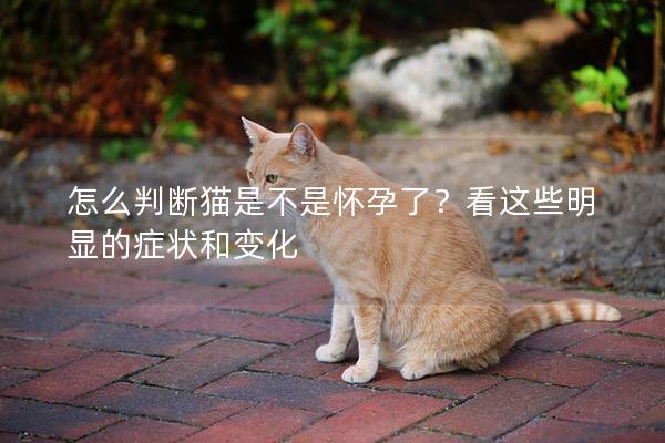 怎么判断猫是不是怀孕了？看这些明显的症状和变化