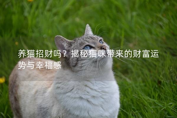 养猫招财吗？揭秘猫咪带来的财富运势与幸福感