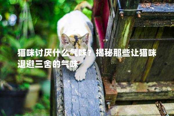 猫咪讨厌什么气味？揭秘那些让猫咪退避三舍的气味