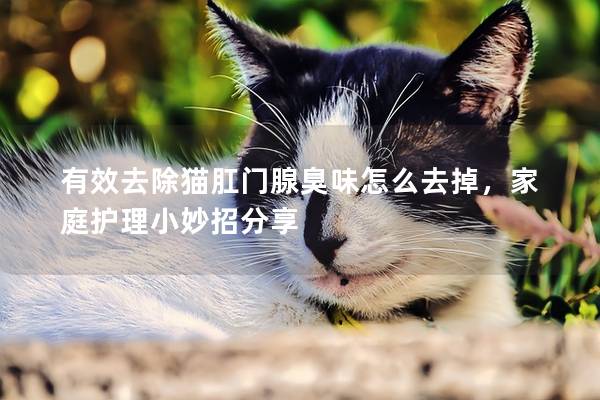 有效去除猫肛门腺臭味怎么去掉，家庭护理小妙招分享