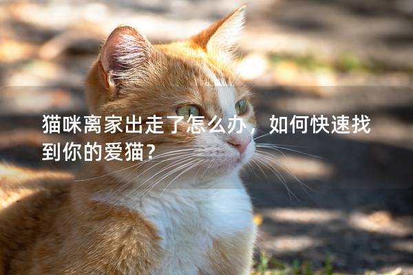 猫咪离家出走了怎么办，如何快速找到你的爱猫？