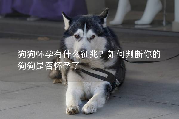 狗狗怀孕有什么征兆？如何判断你的狗狗是否怀孕了