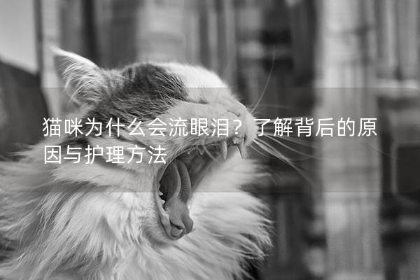 猫咪为什么会流眼泪？了解背后的原因与护理方法