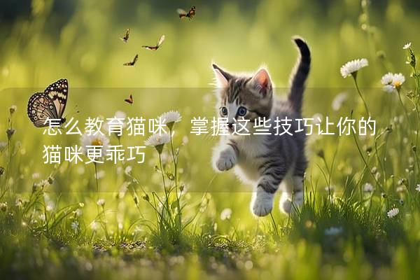 怎么教育猫咪，掌握这些技巧让你的猫咪更乖巧