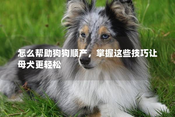 怎么帮助狗狗顺产，掌握这些技巧让母犬更轻松