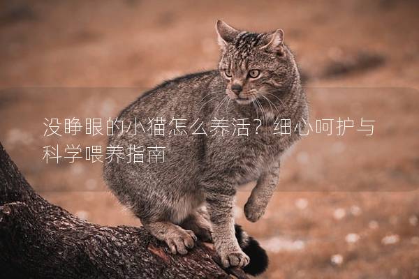 没睁眼的小猫怎么养活？细心呵护与科学喂养指南