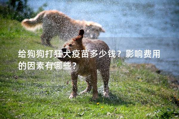 给狗狗打狂犬疫苗多少钱？影响费用的因素有哪些？