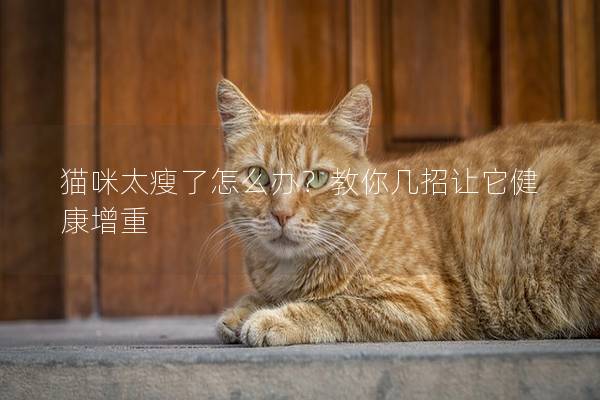 猫咪太瘦了怎么办？教你几招让它健康增重