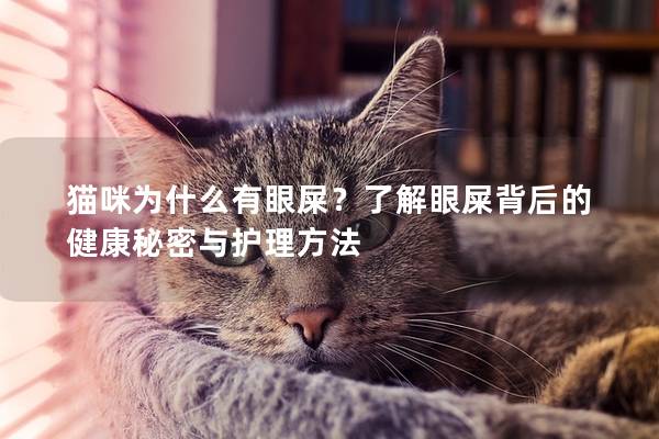 猫咪为什么有眼屎？了解眼屎背后的健康秘密与护理方法