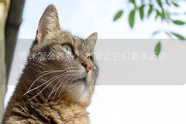 猫咪怎么养熟，才能让它们更亲近你？