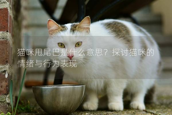 猫咪甩尾巴是什么意思？探讨猫咪的情绪与行为表现