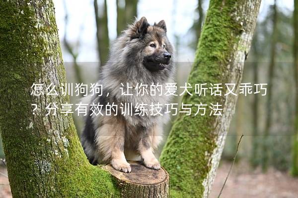 怎么训狗狗，让你的爱犬听话又乖巧？分享有效的训练技巧与方法