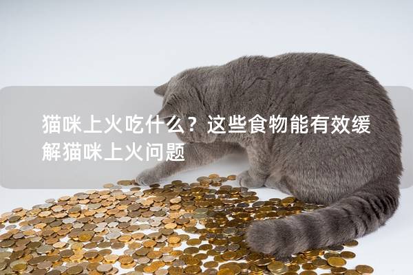 猫咪上火吃什么？这些食物能有效缓解猫咪上火问题