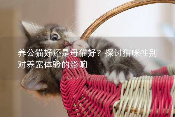 养公猫好还是母猫好？探讨猫咪性别对养宠体验的影响