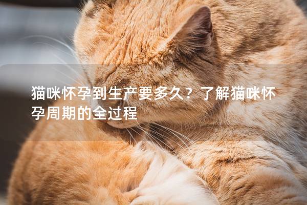 猫咪怀孕到生产要多久？了解猫咪怀孕周期的全过程