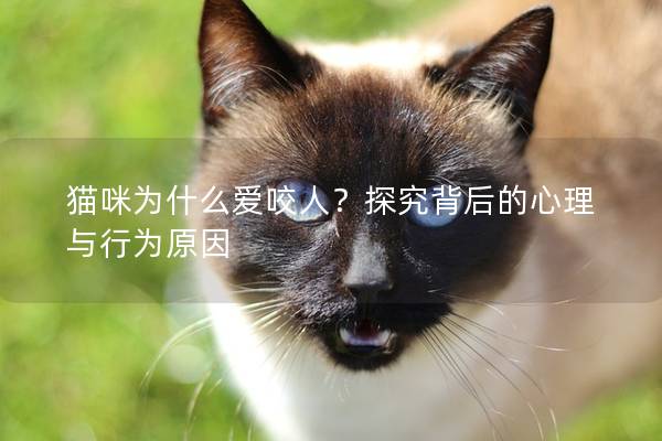 猫咪为什么爱咬人？探究背后的心理与行为原因