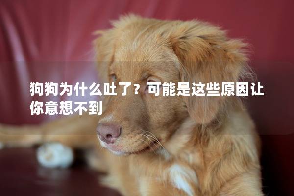 狗狗为什么吐了？可能是这些原因让你意想不到