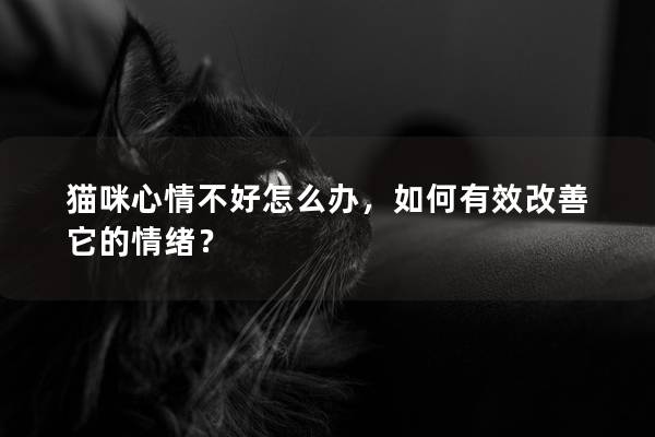 猫咪心情不好怎么办，如何有效改善它的情绪？