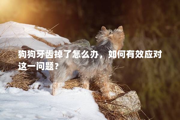 狗狗牙齿掉了怎么办，如何有效应对这一问题？