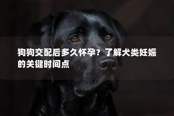 狗狗交配后多久怀孕？了解犬类妊娠的关键时间点