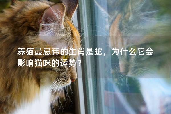 养猫最忌讳的生肖是蛇，为什么它会影响猫咪的运势？