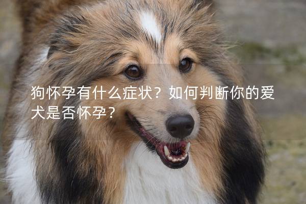 狗怀孕有什么症状？如何判断你的爱犬是否怀孕？