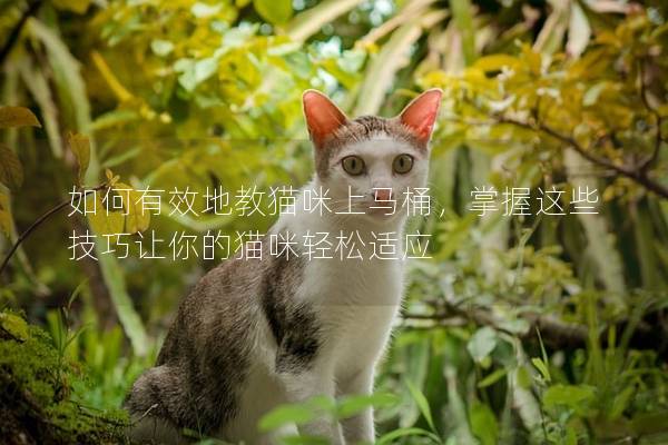 如何有效地教猫咪上马桶，掌握这些技巧让你的猫咪轻松适应