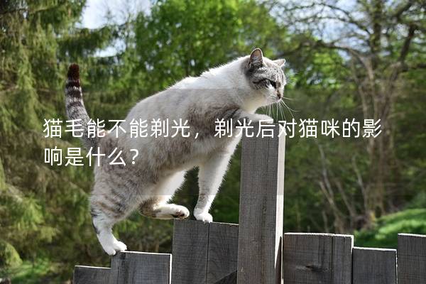 猫毛能不能剃光，剃光后对猫咪的影响是什么？