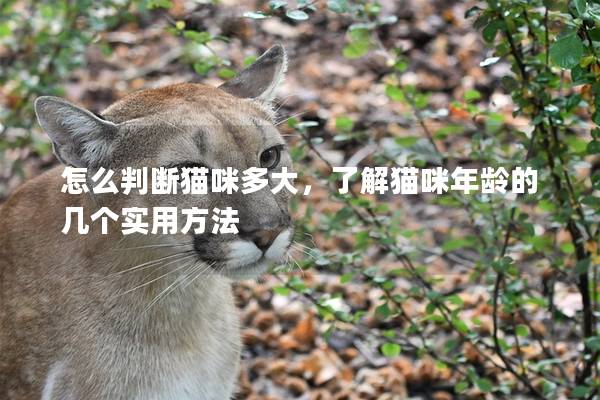 怎么判断猫咪多大，了解猫咪年龄的几个实用方法