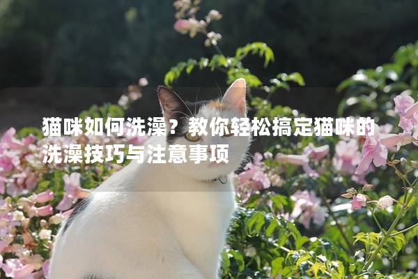 猫咪如何洗澡？教你轻松搞定猫咪的洗澡技巧与注意事项