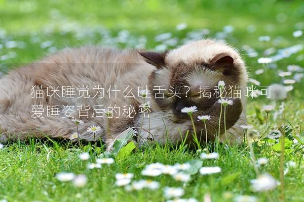 猫咪睡觉为什么吐舌头？揭秘猫咪可爱睡姿背后的秘密