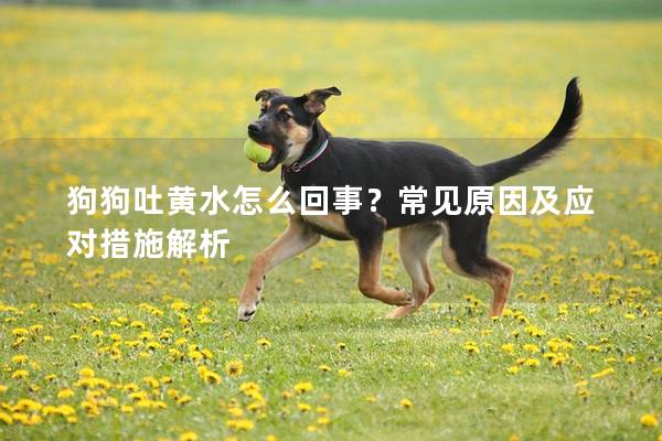 狗狗吐黄水怎么回事？常见原因及应对措施解析