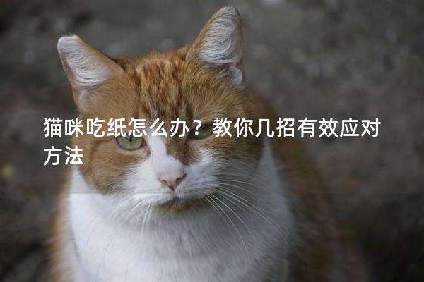 猫咪吃纸怎么办？教你几招有效应对方法