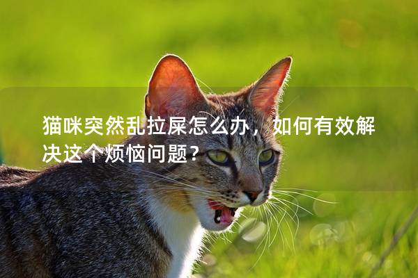 猫咪突然乱拉屎怎么办，如何有效解决这个烦恼问题？